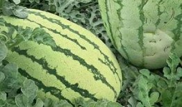 免费吃瓜网,揭秘娱乐圈幕后故事，带你畅游娱乐八卦海洋